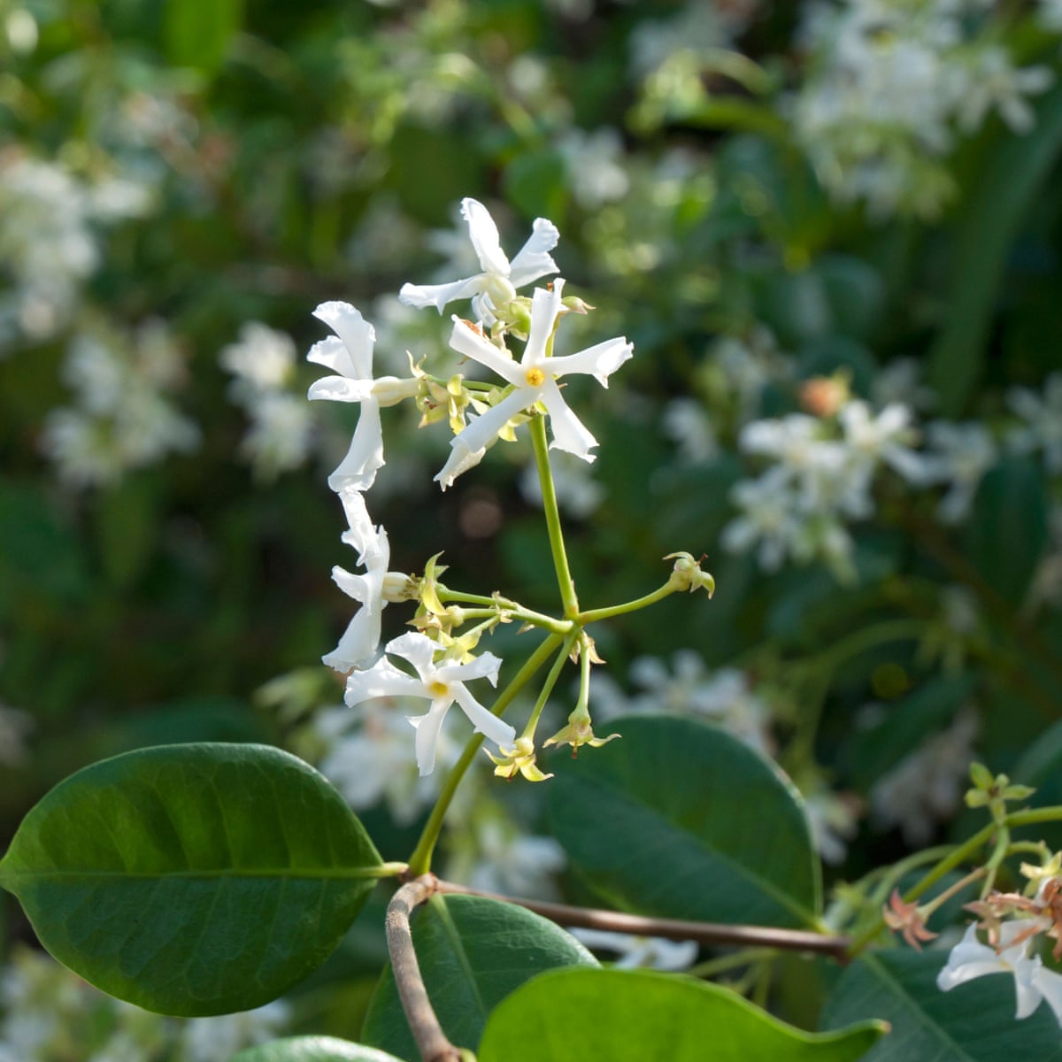 Gardening Tips Plant A Star Jasmine Kew Gardens The Guardian