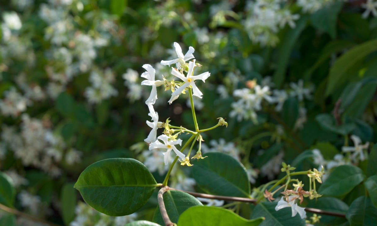Gardening Tips Plant A Star Jasmine Kew Gardens The Guardian