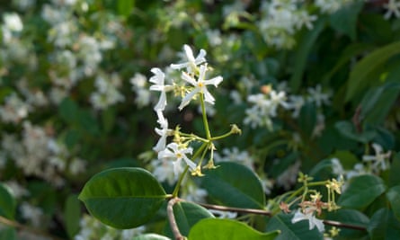 Gardening Tips Plant A Star Jasmine Kew Gardens The Guardian
