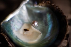An Akoya pearl in an oyster shell
