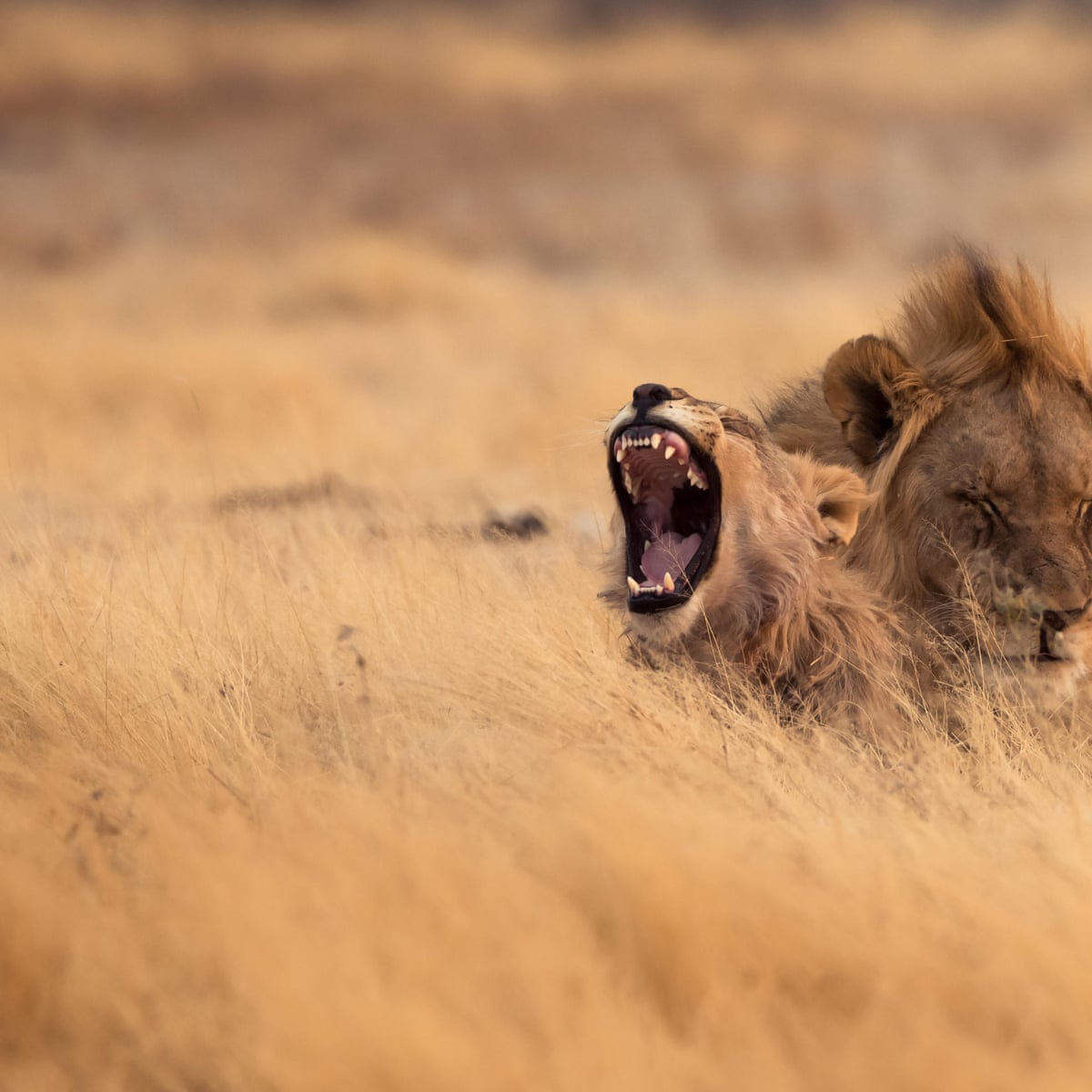 South Africa Wild Animals At Risk Of Genetic Pollution Environment The Guardian