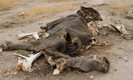 The corpse of an elephant