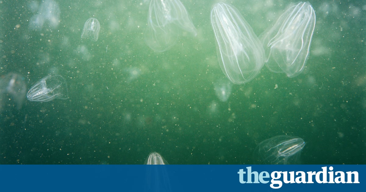 Exploding Jellyfish Weatherwatch: climate change and overfishing bring explosion of jellyfish