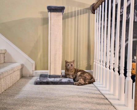 A cat with the Frisco 33-in heavy duty sisal cat scratching post
