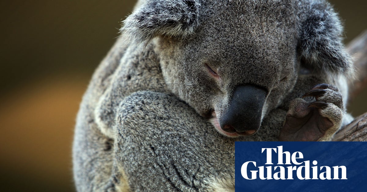 Federal minister gives green light for koala habitat to be bulldozed for Port Stephens quarry