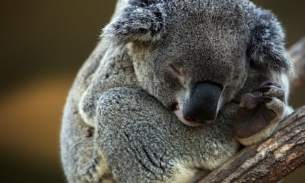Conservations say Sussan Ley’s approval of 52 hectares of koala habitat in Port Stephens as ‘heartbreaking’ coming after NSW’s worst bushfire disaster this past summer.
