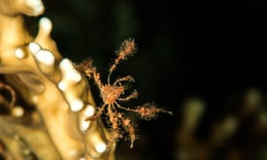 A decorator crab. The â€˜fuzzâ€™ on its legs is in fact an array of invertebrates, including hydrozoans.