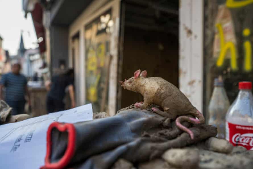 A toy mouse