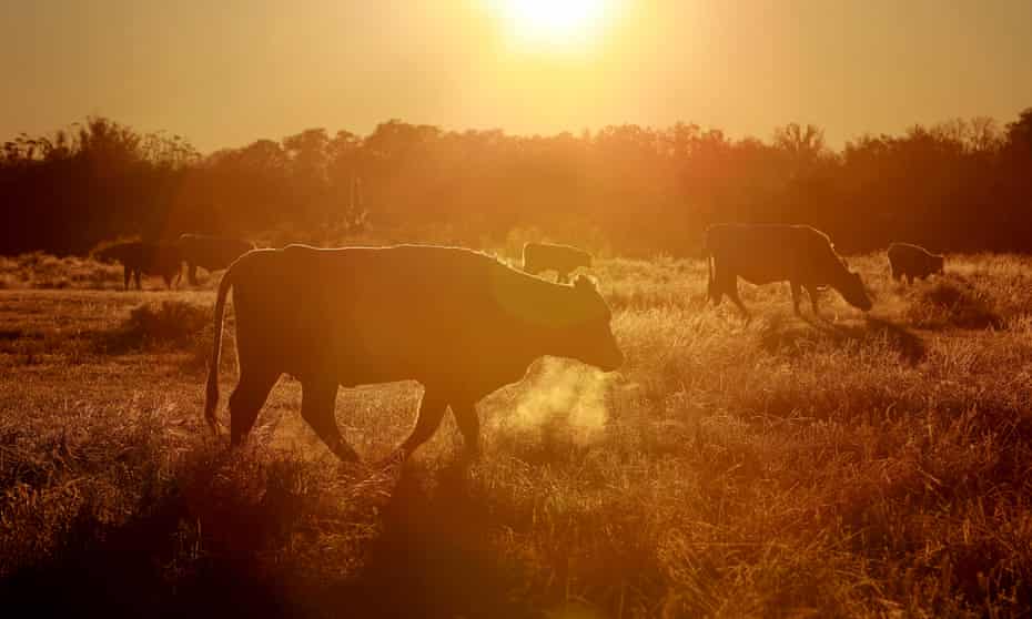 Cows meander through a frost-covered field.