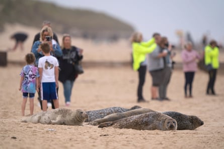 People take photographs of seals on the beach at Horsey Gap, as hundreds of pregnant grey seals come ashore ready for the start of the pupping season.