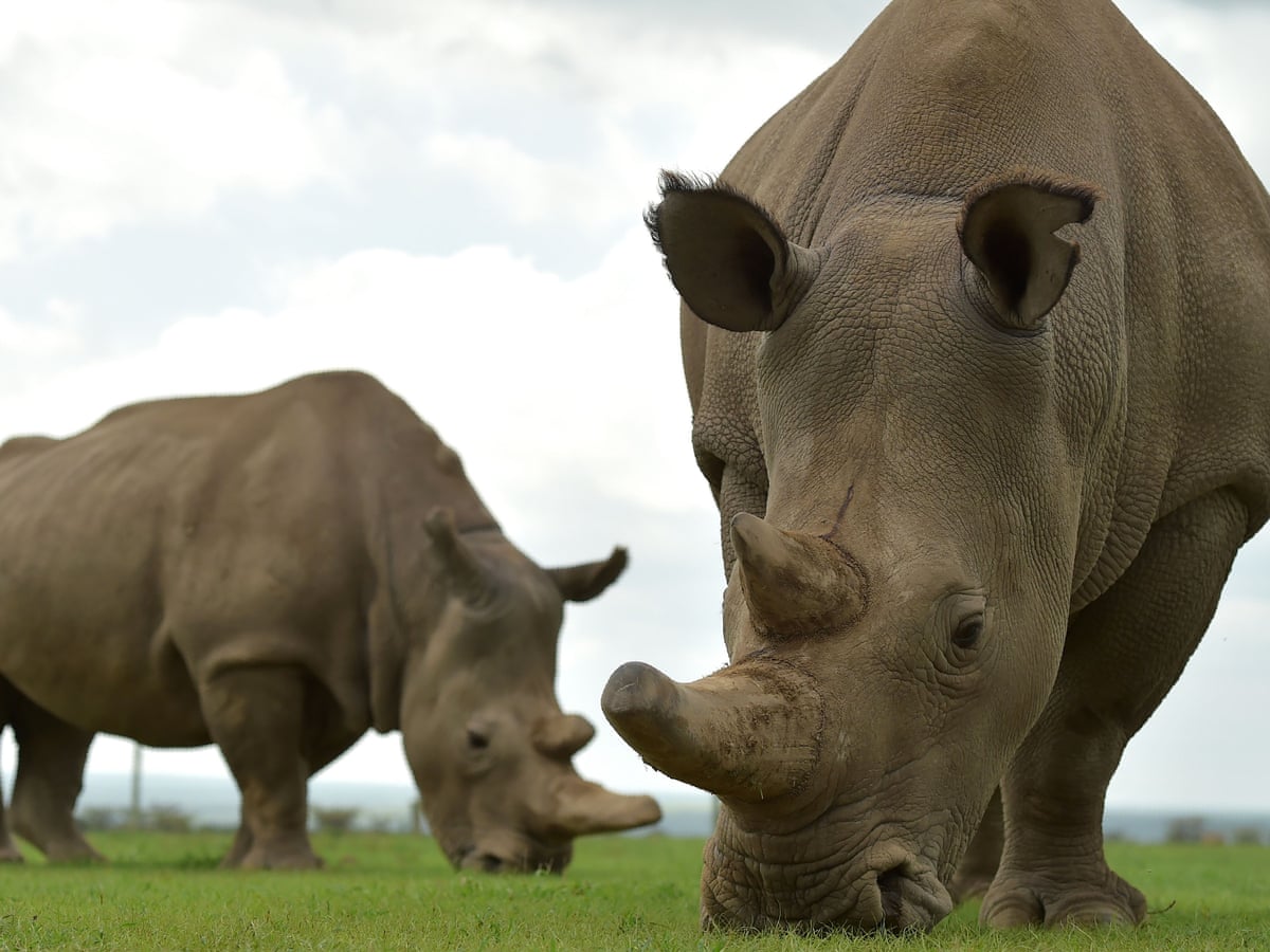 Scientists Use Ivf Procedures To Help Save Near Extinct Rhinos Endangered Species The Guardian Scientists Use Ivf Procedures To Help Save Near Extinct Rhinos Endangered Species The Guardian