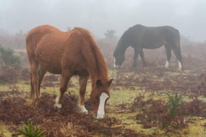 Os pôneis de New Forest pastam na névoa matinal em Rockford Common, Reino Unido