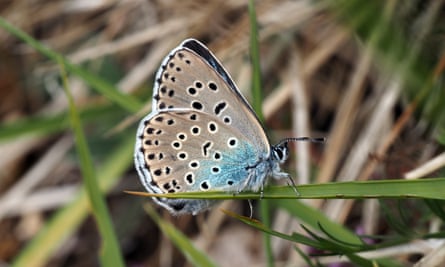 A female large blue on Rodborough Common