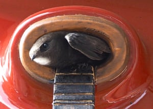 ‘A common swift leaving a nest box on our house. Every May for the past five years, a pair of swifts have made the hazardous journey from southern Africa to nest in the box we have provided especially for them. By encouraging neighbours to put up boxes we now have nine or 10 pairs nesting in our road in Tonbridge, Kent.’