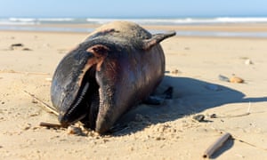 Mutilated Dolphins Wash Up On French Coast In Record Numbers