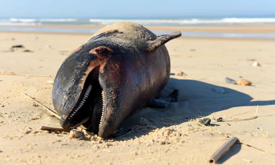 A dead dolphin lies on a beach of the Atlantic Ocean near Lacanau, south-west France