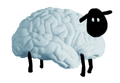 Sheep made from brain