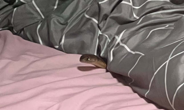 Deadly brown snake bites Queensland woman in her bed while another serpent seen in fridge ice dispenser