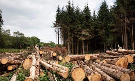 Felled Sitka spruces at a plantation in County Leitrim