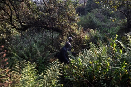 Two men walking through a jungle, surrounded by ferns and bushes