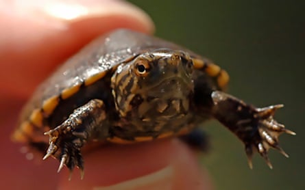 A tiny turtle held between someone’s fingertips.