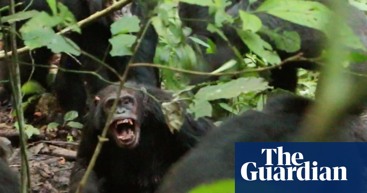 Chimp Turf War: Real Talk About Power and Survival in the Jungle
