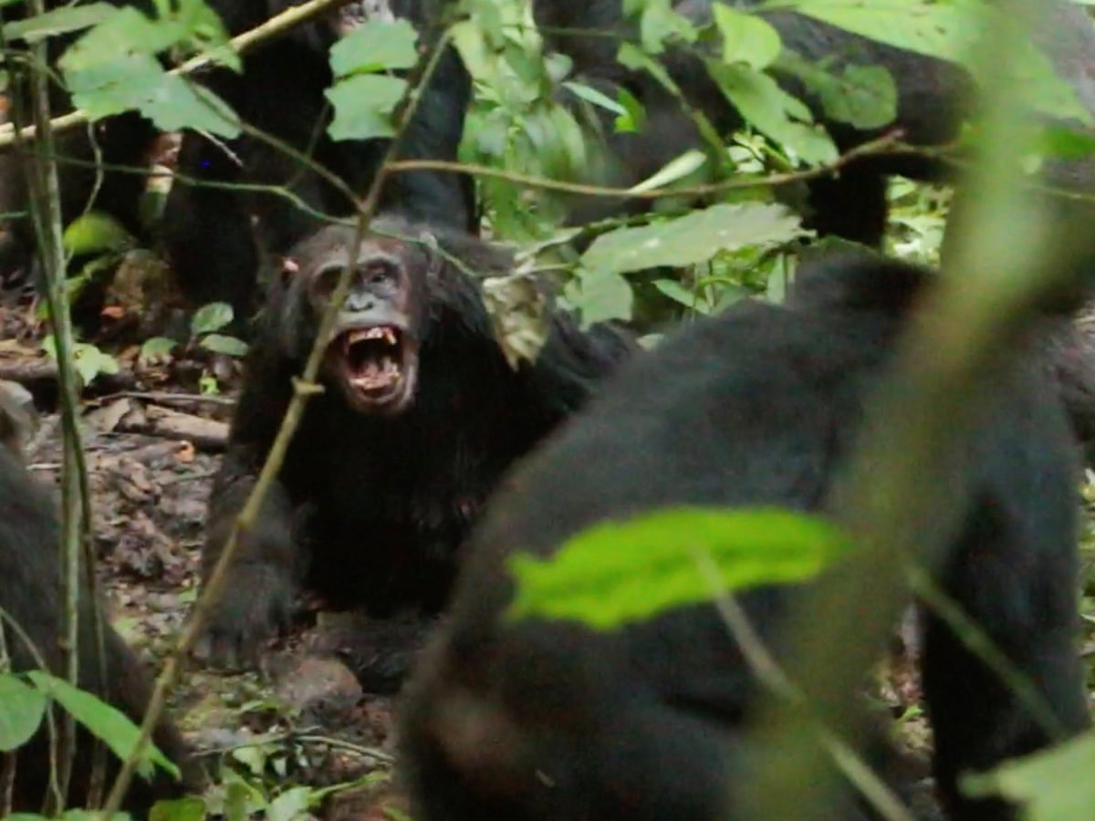 Wild Chimpanzees Recorded Waging ‘civil War’ with Coordinated Attacks Between Two Groups