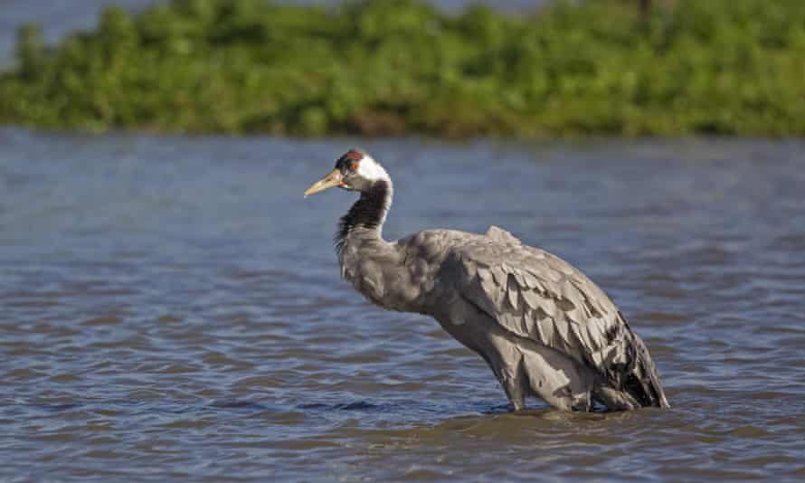 A crane standing in water