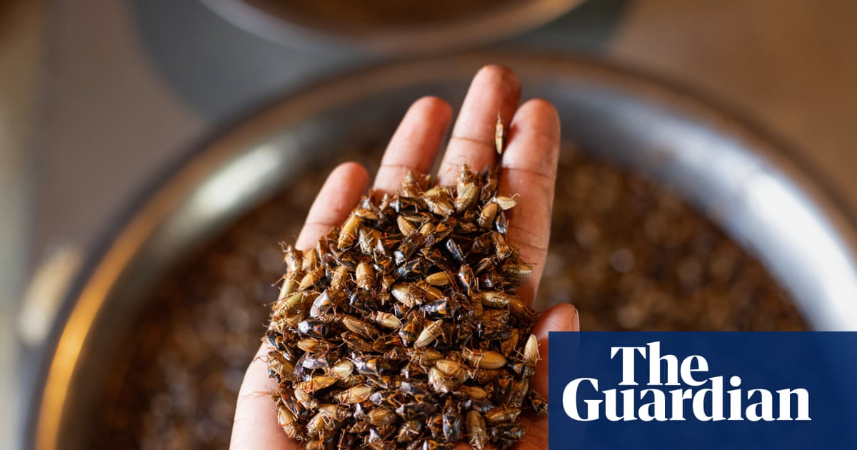 We've been eating it for more than 100 years': how one community turns stink bug infestations into lunch
