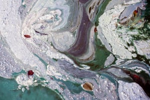 White substance formed by rotting lilies making swirled pattern on surface of water