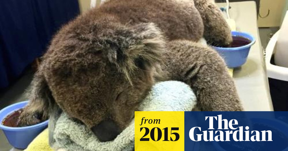Koala Mittens Needed To Help Bushfire Victims With Burnt Paws Environment The Guardian