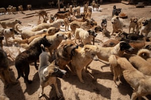Dozens of dogs in an outdoor space