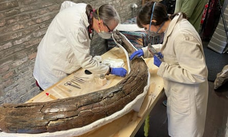 Two women in masks, uniforms and rubber gloves examining a large wooden-looking mammoth tusk