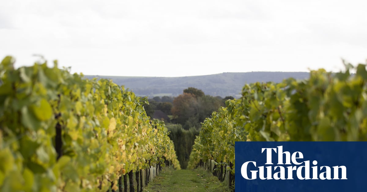 English winemakers expect ‘vintage year’ after record-breaking summer heat