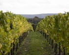 English winemakers expect ‘vintage year’ after record-breaking summer heat