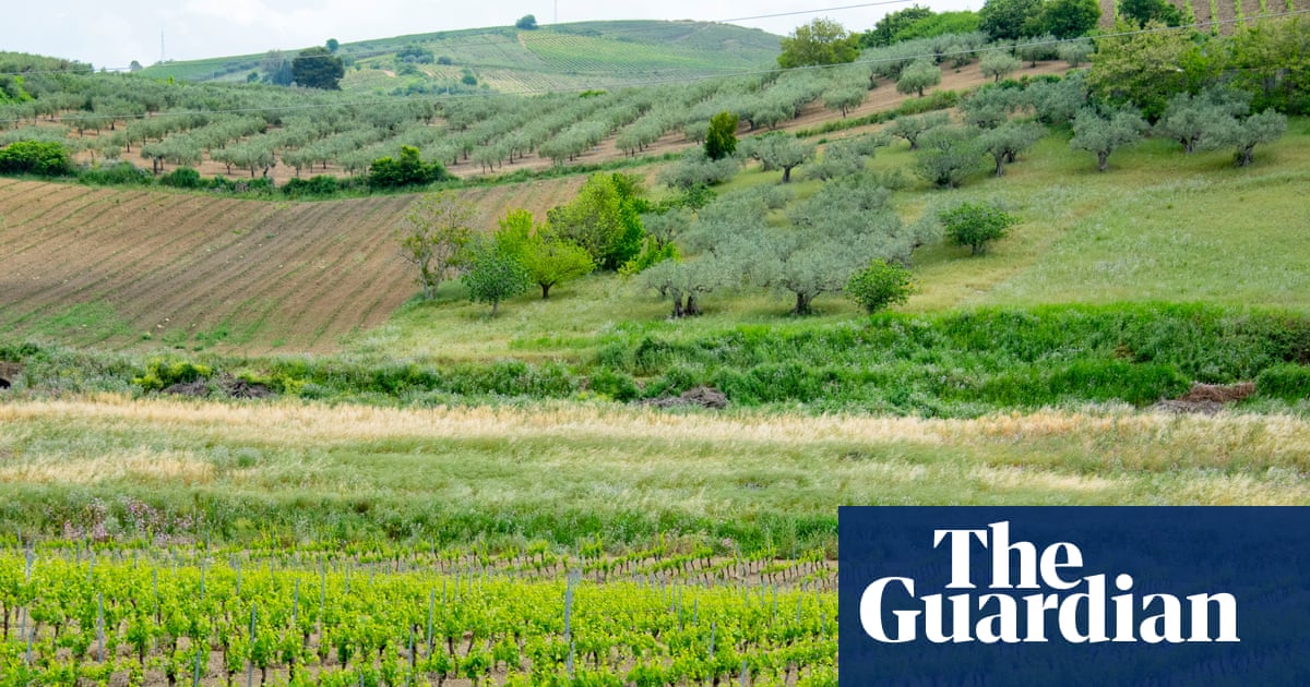Why catarratto is the Quincy Jones of white wine grapes