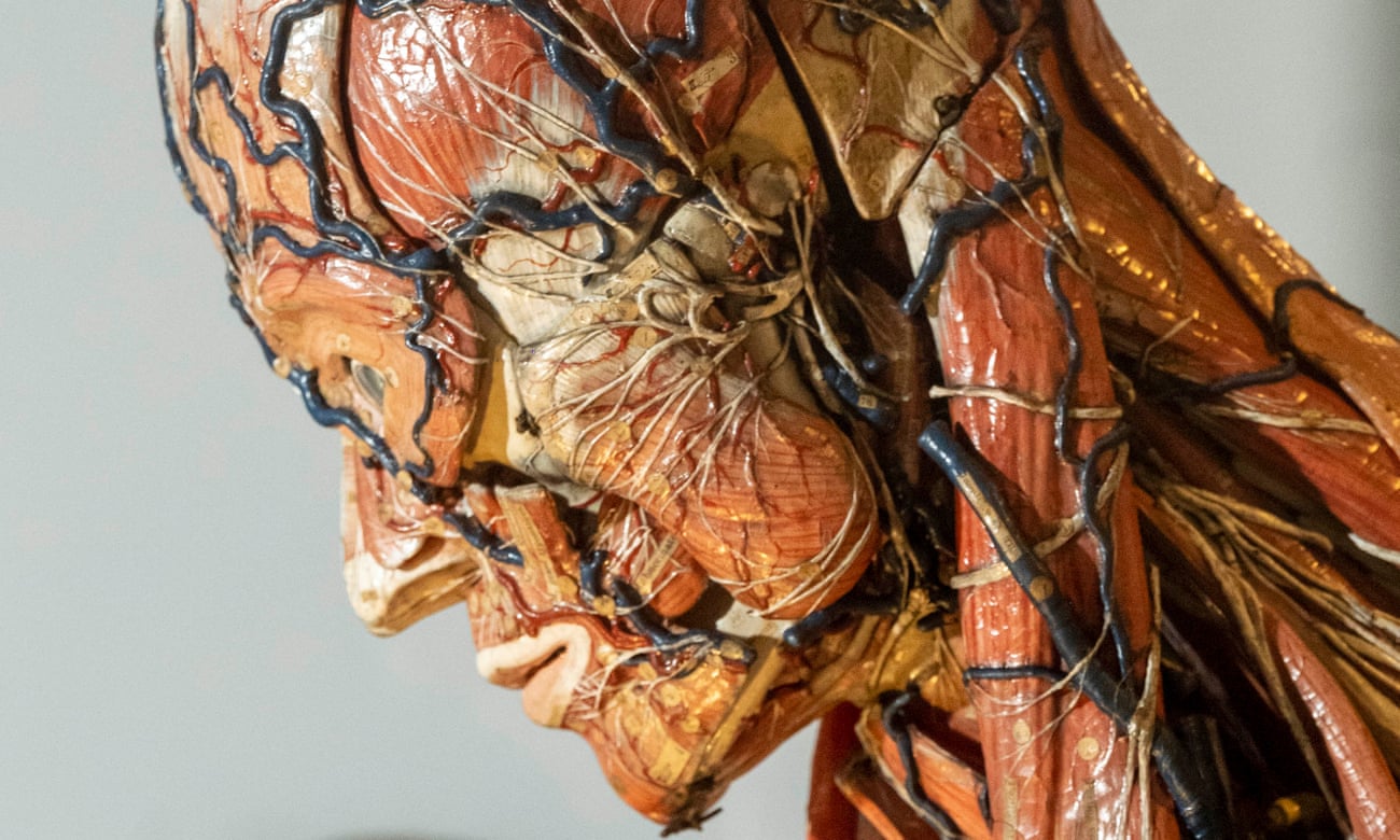 A rare 19th-century anatomical model by Louis Auzouz showing at  Anatomy: A Matter of Life and Death at the National Museum of Scotland.