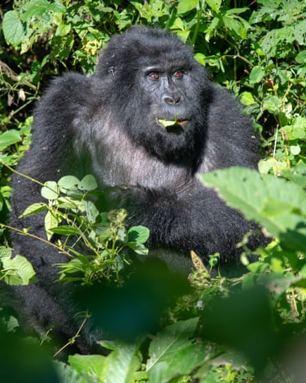 Lunch on the go: a silverback enjoying a snack in Bwindi.