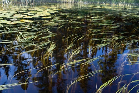 grass in water