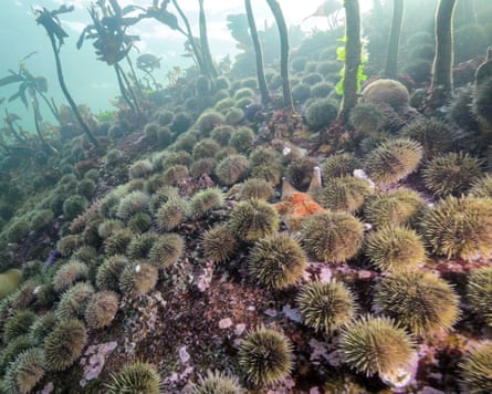 A large population of spiky sea urchins on the sea floor in a kelp forest