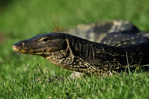 Uma libélula pousa na cabeça de um lagarto monitor no Queen Sirikit Park, em Bangkok, Tailândia.
