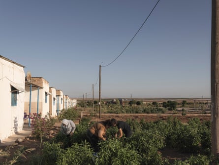 Three women harvest vegetables in a garden next to a row of small white houses