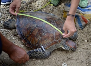 Um homem mede uma tartaruga verde depois que ela foi resgatada de contrabandistas na ilha de Serangan, perto de Denpasar, em Bali