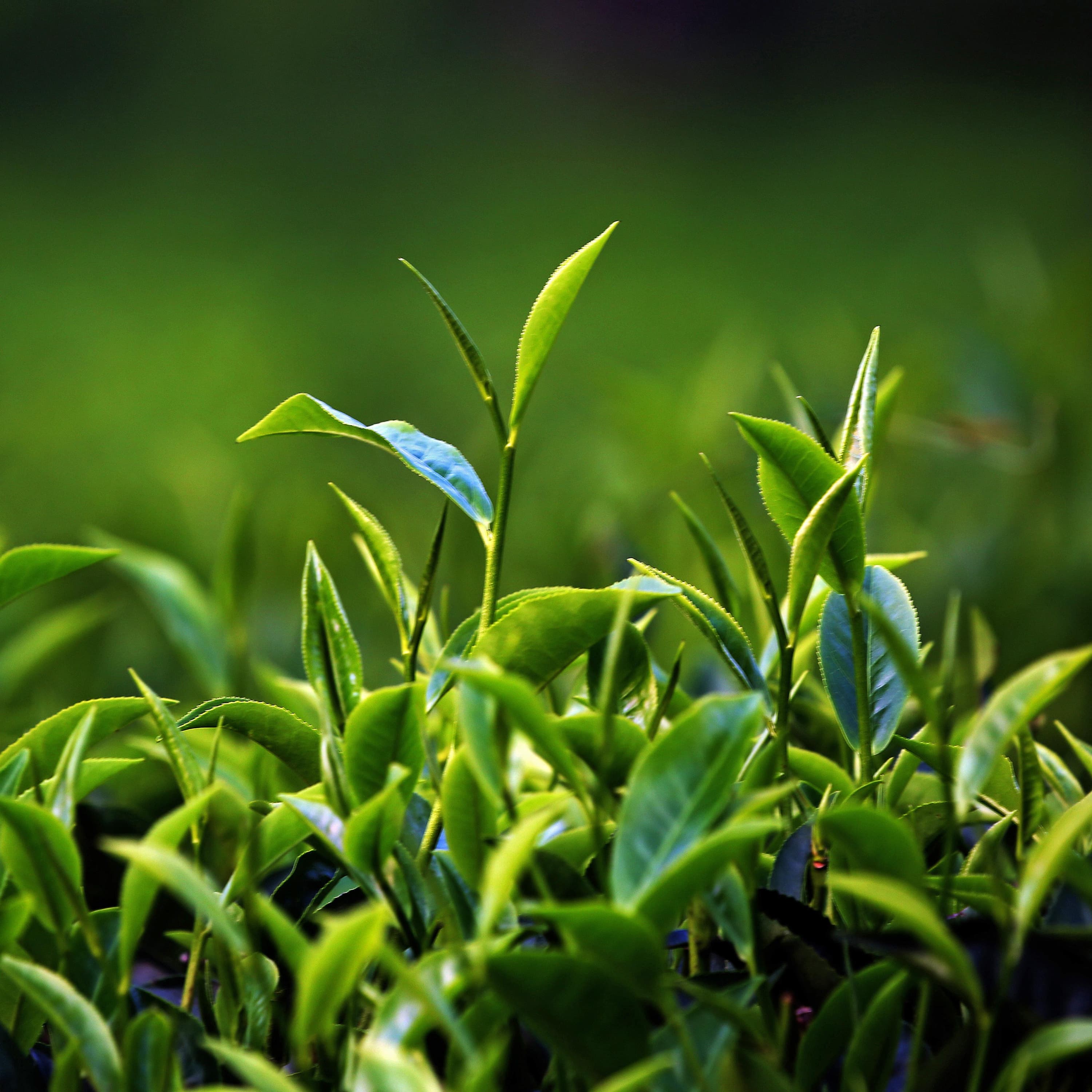 A Scottish tea mystery: green shoots – episode one A Scottish tea mystery: green shoots – episode one