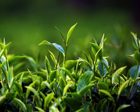 Tea plants