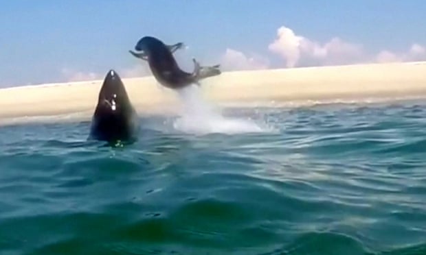 Echoes of Jaws as Cape Cod learns to live with rise of the great white shark 1486