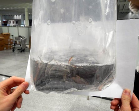 A plastic bag full of glass eels in water is held up before an A4 piece of paper for scale