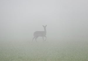 Cervos vagando na névoa nos campos dos fazendeiros na primeira luz. Clima sazonal, Dunsden, Oxfordshire, Reino Unido