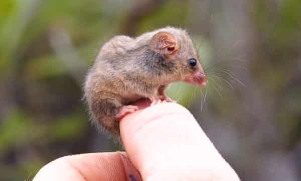 A little pygmy possum