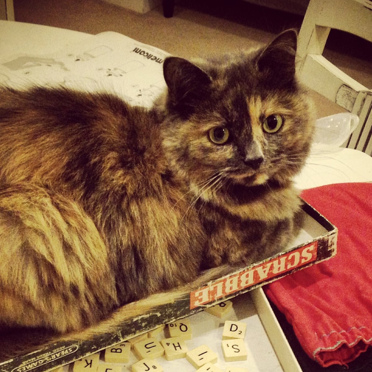 How To Dispose Of A Dead Pet Is Taxidermy The Very Best Option